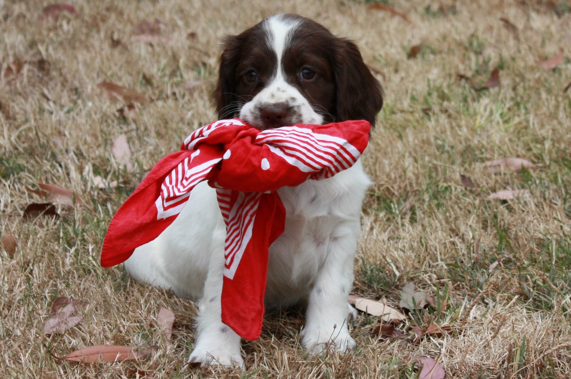 Glastonpark spaniels store